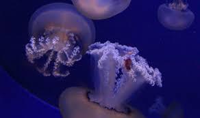 Aquarium van Cala Gonone