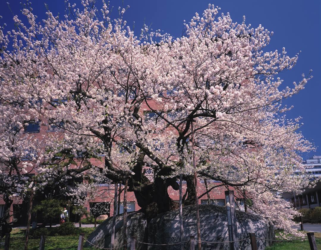 Ishiwarizakura-kersenboom