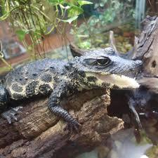 Reptielendierentuin van Happ