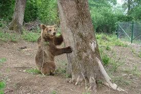 Libearty Bear Sanctuary Zarnesti