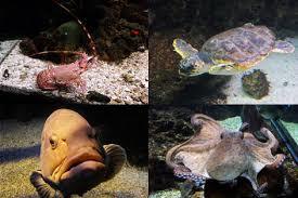 Acuario municipal de Santa Pola