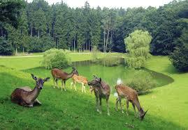 Wildpark Schwarze Berge
