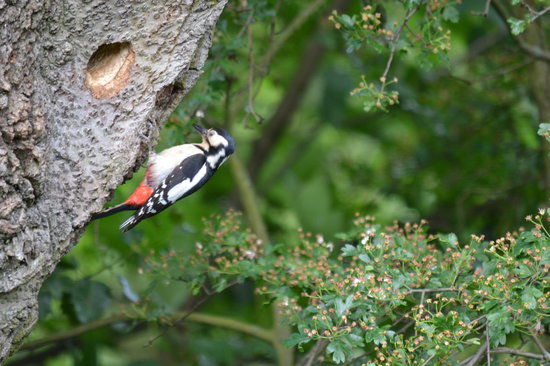 The Rising Sun Countryside Centre