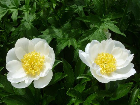 Botanische Tuin Dr. Costerus