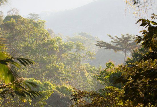 Oro Verde Biological Reserve