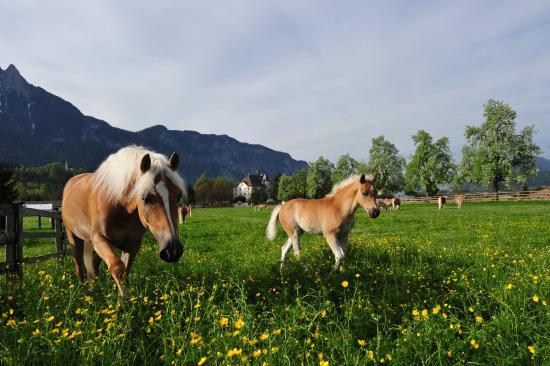 Haflingergestüt Fohlenhof