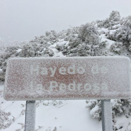 Hayedo de La Pedrosa