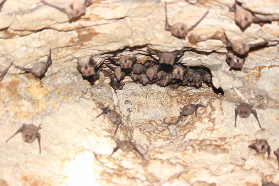 Giant Bat Cave