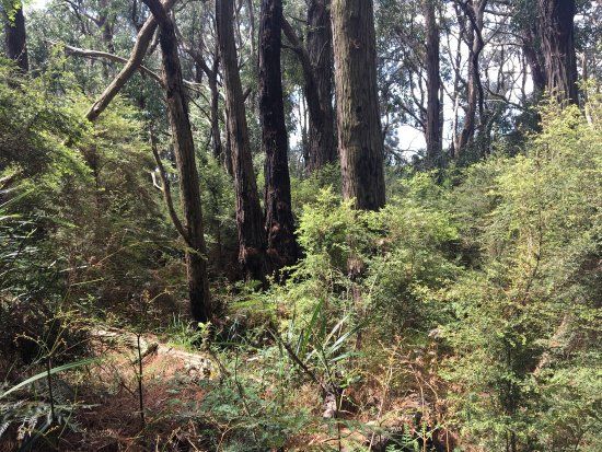 Red Hill Bushland Reserve