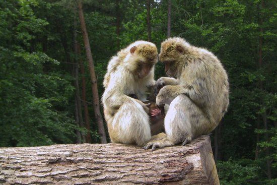 Bad Mergentheim Wild Park