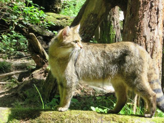 Langenberg Wildnispark Zurich