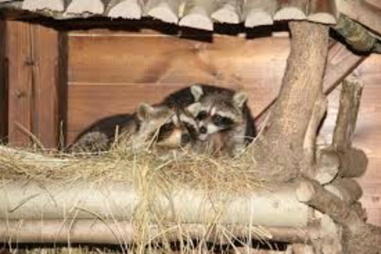 Körösvölgyi Zoo and Visitors' Centre