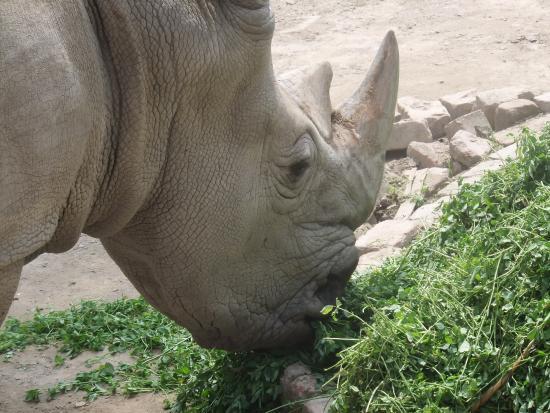 Dierentuin van Lahore