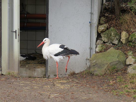 Kleinzoo Wasserstern