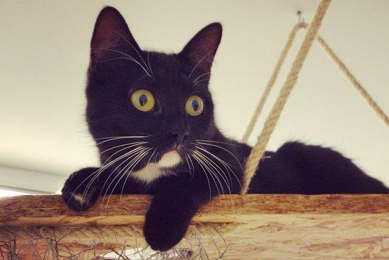 Dreamcatchers Cat adoption Cafe and Shop