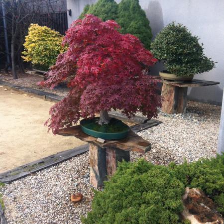 Museo Bonsai Luis Vallejo