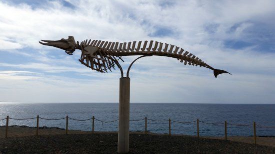 Cuvier's Beaked Whale Skeleton