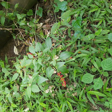 TC Robertson Nature Reserve