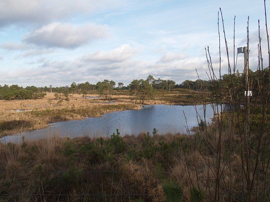 Ossendrechtse duinen