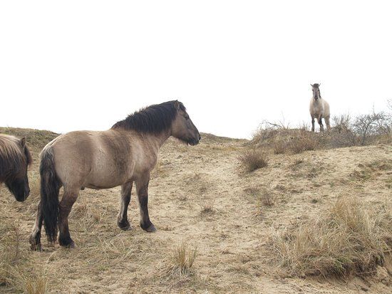Natuurreservaat De Westhoek