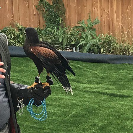 Greifvogel und Eulenpark