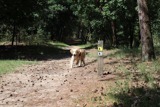 Wandelroute Harskamperdennen