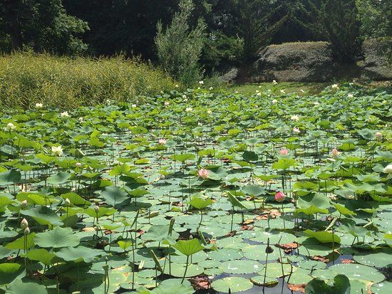 Arboretum Al Gaulhia