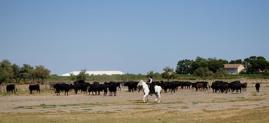 Manade William Jullian