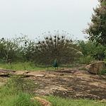 Lollipop's Bar and Restaurant