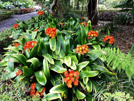 Botanische tuin van La Orotava