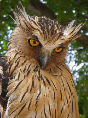 Vogelpark van Penang