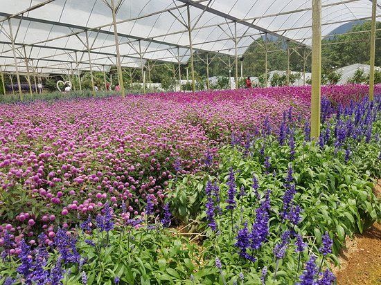 Genting Strawberry Leisure Farm
