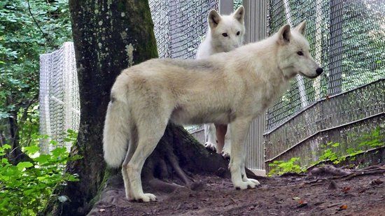 Adler und Wolfspark Kasselburg