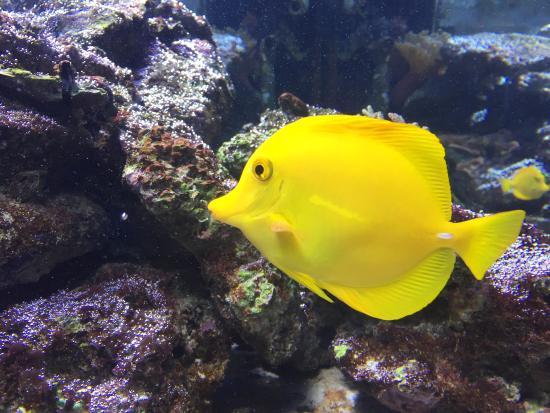 Mundo Marino-aquarium