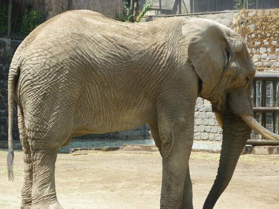 Chileense Nationale Dierentuin