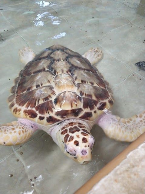 Tortugranja