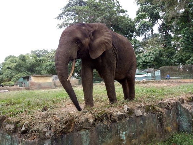 Dierentuin van Abidjan