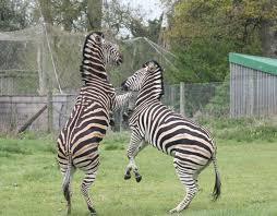 Dierentuin van Bristol