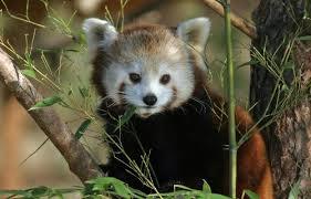 dierentuin van Salzburg