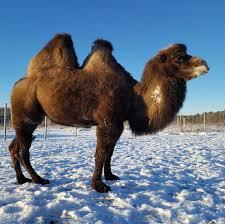 Konijankan Kotielainpiha