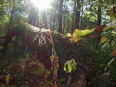 Łagiewnicki Forest Nature Reserve