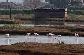 Oasi WWF Padule Orti-Bottagone