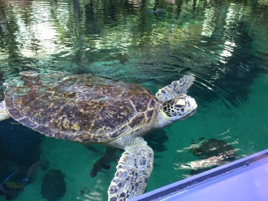 Deutsches Meeresmuseum