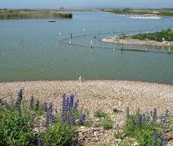 Rye Harbour Nature Reserve