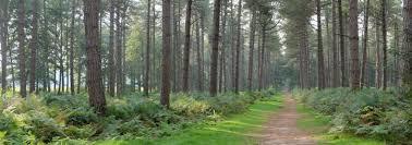 De Lembeekse bossen en het Bellebargiebos