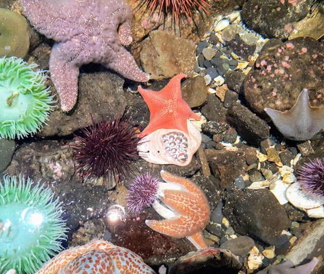 Oregon Coast Aquarium