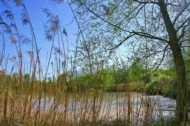 Reserve Naturelle de La Petite Camargue Alsacienne
