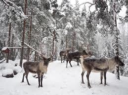 Nuuksio Reindeer Park