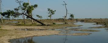 Reserve naturelle nationale des pres sales d'Ares et de Lege-Cap-Ferret