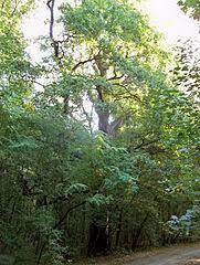 Nature Reserve Jadwisin